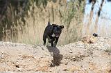 CANE CORSO 441